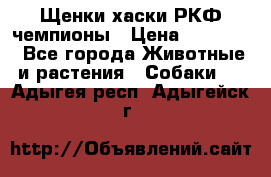 Щенки хаски РКФ чемпионы › Цена ­ 90 000 - Все города Животные и растения » Собаки   . Адыгея респ.,Адыгейск г.